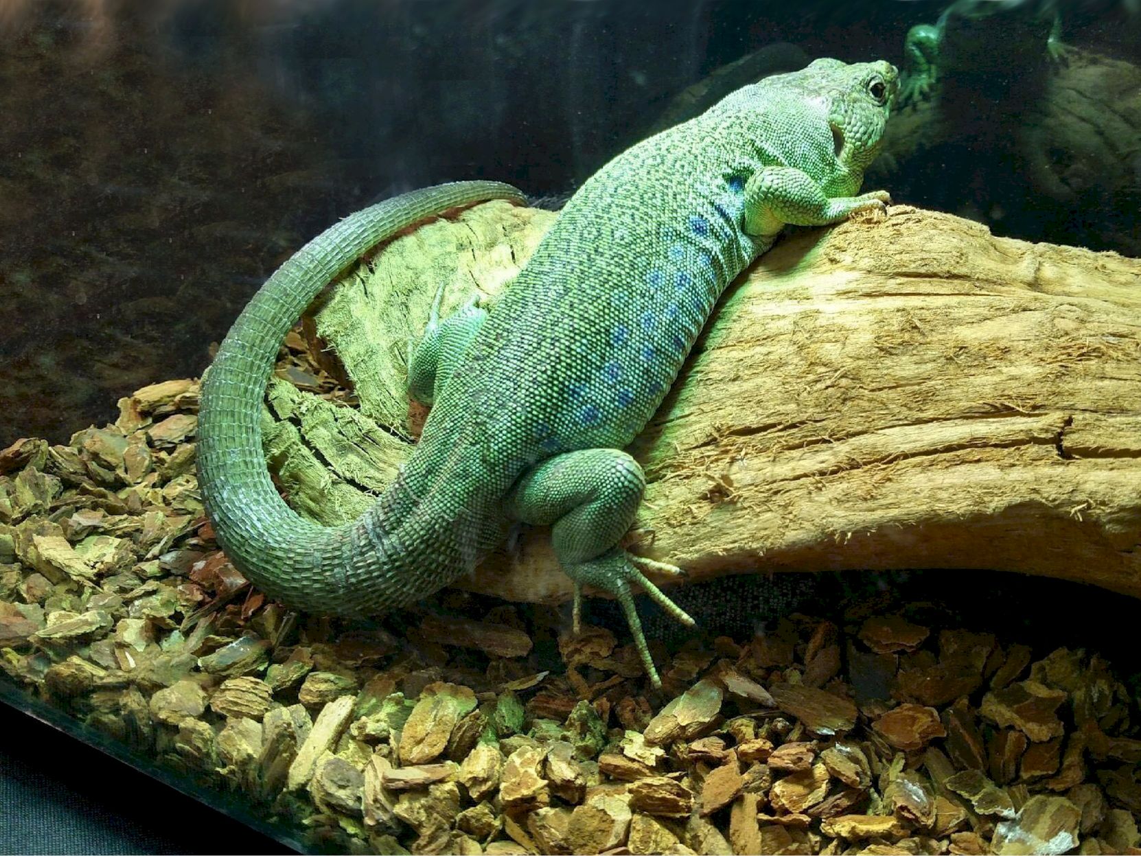 Lizard repticon